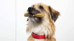 PRODUITS DENTAL CHIEN