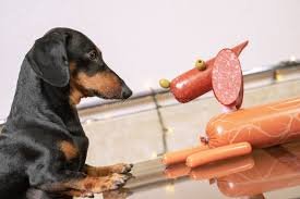 SNACK FRAIS CHIEN
